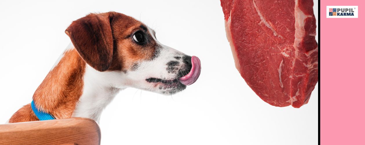 Pies mięsożerca. Na białym tle z lewej strony głowa psa małej rasy oblizującego sie na widok wielkiego plastra surowego mięsa. Po prawej różowy pas i logo pupilkarma.